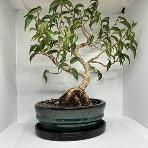 May include: A bonsai tree with a textured, light brown trunk and vibrant green leaves. The tree is planted in a dark teal ceramic pot with a matching saucer. The tree's roots are visible, adding to its natural aesthetic.