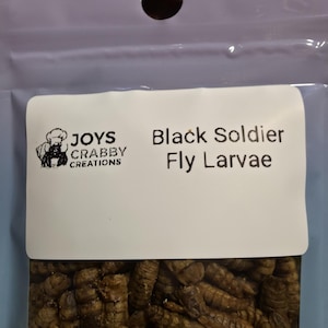 Black Soldier Fly Larvae