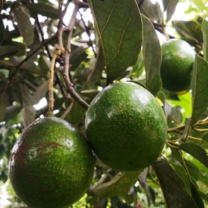 Puede incluir: Primer plano de aguacates verdes colgando de una rama de árbol. Los aguacates tienen una superficie texturizada y están rodeados de hojas verdes. La imagen está tomada con luz natural, destacando los productos frescos.