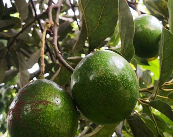Avocado-Samen | Persea americana Obstbaum Samen zum Pflanzen | Grüne Tropische Gartenpflanze