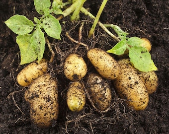 20 Sementes de Batata-Doce | Ipomoea batatas roxas | Raiz comestível para cultivo em hortas domésticas