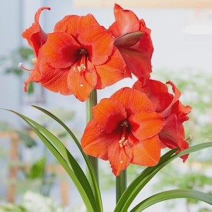 Peut inclure: Gros plan sur des fleurs d'amaryllis rouge vif en pleine floraison. Les pétales sont d'un rouge chaud et riche avec des nervures subtiles, et les fleurs ont des étamines jaunes. De longues feuilles vertes offrent un arrière-plan contrasté. L'image met en valeur la beauté de la nature.