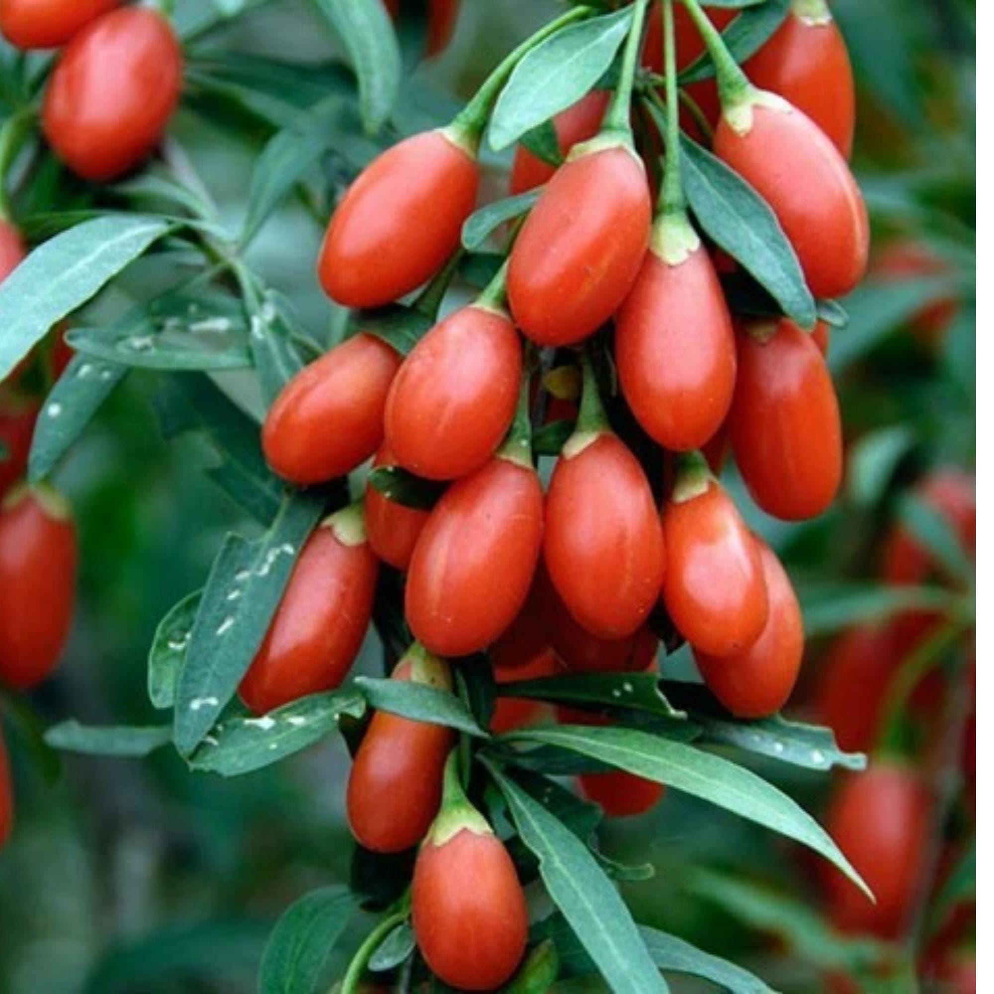 100 Goji Berry Seeds | Lycium Barbarum Berry Shrub - Etsy