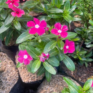 以下が含まれることがあります： 白い中心を持つ鮮やかなピンク色の花のクローズアップ。緑豊かな葉に囲まれています。 花は5枚の花びらがあり、満開で、カラフルなディスプレイを作り出しています。 植物は黒い鉢に入っています。