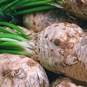 Könnte beinhalten: Nahaufnahme mehrerer Knollensellerie-Gemüse. Das Bild zeigt die raue, beige Außenhaut der Knollen, mit grünen Stielen und Blättern. Der Knollensellerie ist zusammengehäuft, was auf eine Markt- oder Ernteszene hindeutet.