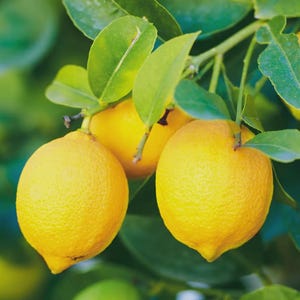 Puede incluir: Primer plano de limones amarillos maduros colgando de una rama con hojas verdes. Los limones tienen una piel texturizada y están en varias etapas de madurez. El fondo es de un verde suave.