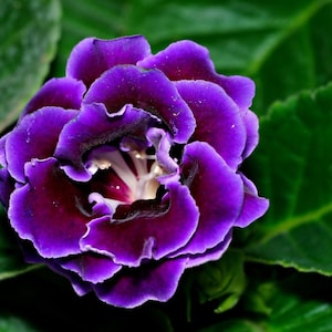 Puede incluir: Primer plano de una vibrante flor púrpura con pétalos rizados, un centro oscuro y acentos blancos. La flor está rodeada de hojas verdes grandes. La imagen resalta los intrincados detalles y el rico color de la flor.