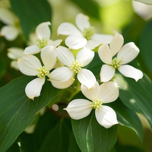Puede incluir: Primer plano de flores blancas de cornejo con cuatro pétalos y centros amarillo-verdosos. Las flores están rodeadas de hojas verdes, creando una composición natural y vibrante. La imagen resalta la delicada belleza de las flores.