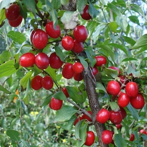 May include: A close-up of a tree branch laden with bright red, oval-shaped berries. The berries are clustered among green leaves, with a few berries scattered throughout the image. The tree's bark is a dark brown color.
