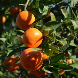 Pode incluir: Close-up de um galho com várias laranjas maduras, mostrando sua vibrante cor laranja. As laranjas são cercadas por folhas verdes exuberantes, criando uma estética natural e fresca. A imagem captura a textura da fruta e da folhagem.