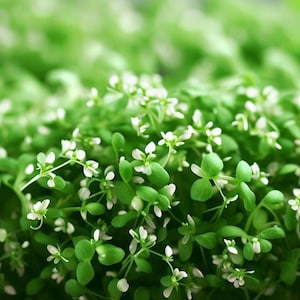 May include: Close-up of a vibrant green plant with small, delicate white flowers. The leaves are a bright green, and the flowers have tiny white petals. The image is in focus, highlighting the plant's texture and detail.