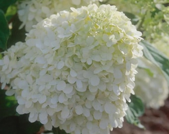 50 Sementes de Hortênsia | Flores de Cores Variadas: Azul, Rosa, Vermelho e Branco | Arbusto Ornamental para Jardim