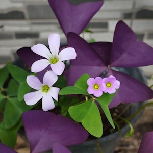 Peut inclure: Gros plan d'une plante en pot avec des feuilles violettes vibrantes et de petites fleurs violet pâle au centre jaune. Les feuilles ont la forme de papillons et les fleurs ont cinq pétales.