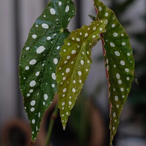 May include: Close-up of a Begonia maculata plant with three large, green leaves. The leaves are covered in white spots and have a reddish hue on the underside. The plant is a popular houseplant.