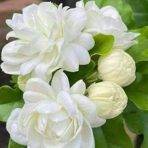einheimische wildblumen saatgut 100 g Wildblumen-Saatgut main image 1