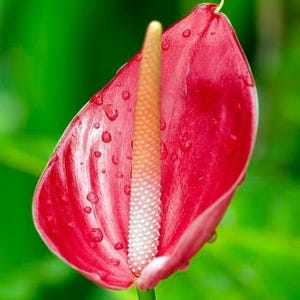 Anthurium seeds - Etsy.de