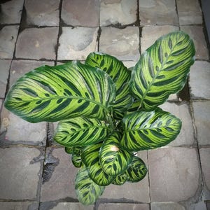 Calathea seeds - Etsy.de