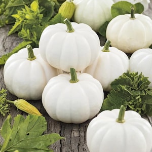 May include: A collection of white pattypan squash with green stems and leaves. The squash are arranged on a weathered wooden surface, showcasing their round, ribbed shape. The image highlights the fresh produce.
