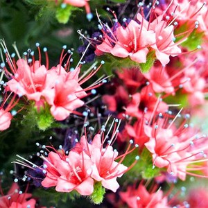 May include: Close-up of vibrant pink flowers with delicate petals and long, white and red stamens. The flowers have small blue dots and are set against a backdrop of green and purple foliage. A beautiful floral arrangement.