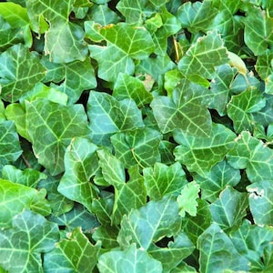 English Ivy Seeds Hedera Helix Climbing Evergreen Vine Indoor Outdoor Garden Planting