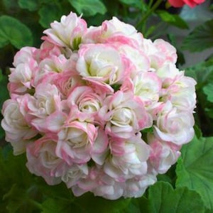 Puede incluir: Primer plano de un grupo de flores de geranio blancas y rosas. Los pétalos tienen una apariencia delicada y ondulada con bordes rosas. Las flores están rodeadas de hojas verdes, creando un contraste vibrante.