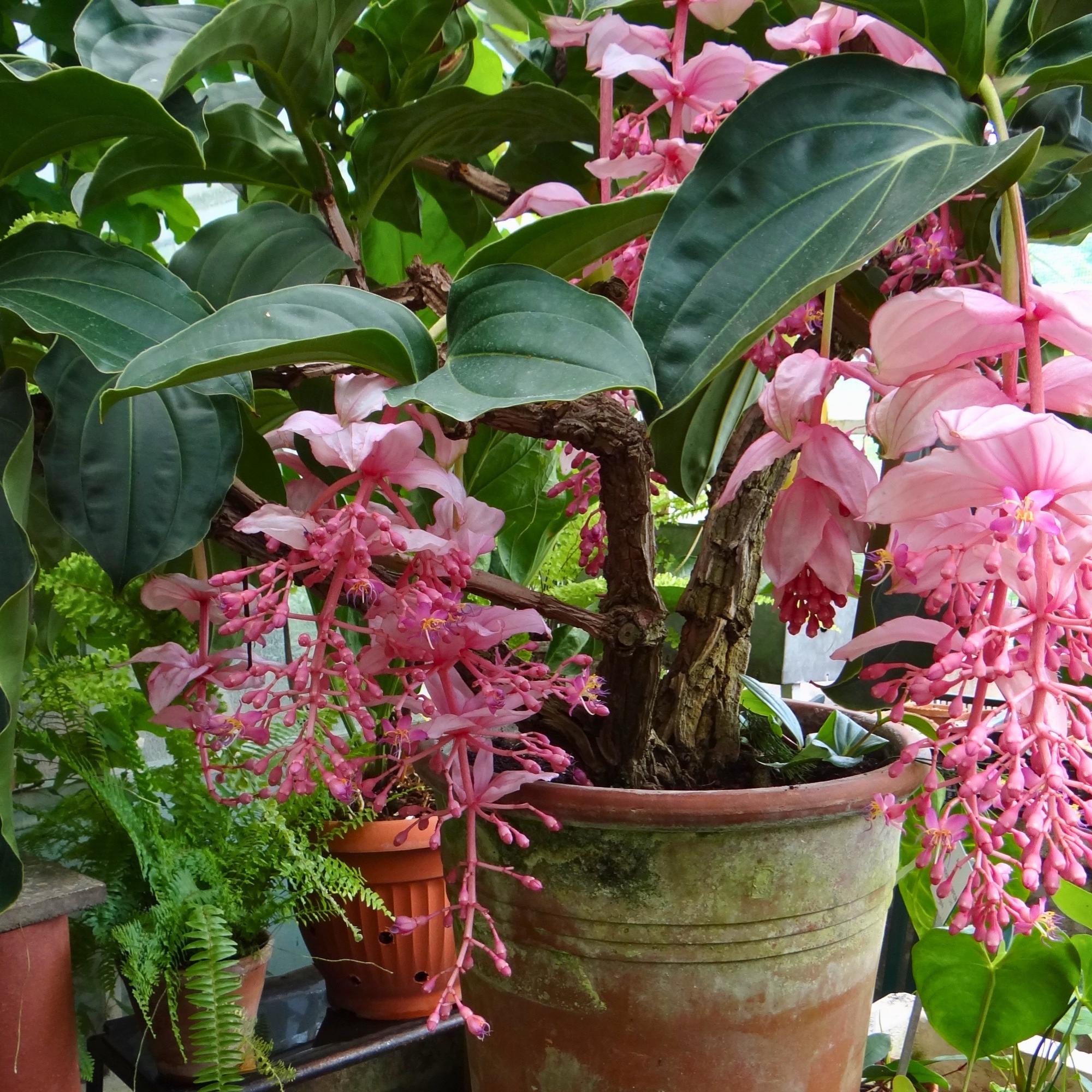 Medinilla Magnifica Seeds - Etsy