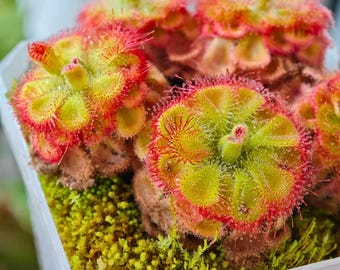 Op de afbeelding: Close-up van een vleesetende plant in een pot, met levendige groene, gele en rode tinten. De plant heeft een cirkelvorm met stekelige randen en is omgeven door groen mos. De plant staat in een doorzichtige plastic pot.