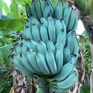May include: A large bunch of unripe bananas, displaying a pale green hue. The bananas are clustered together, with a few brown, dried remnants at the tips. The image is taken outdoors, with green leaves and tree bark visible in the background.