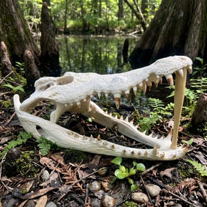 Echte alligatorschedelmonster, taxidermie-gatorbot, reptielenosteologie kunst, moeras eigenaardigheden, curiositeitskabinet, decoratie donkere academische wereld