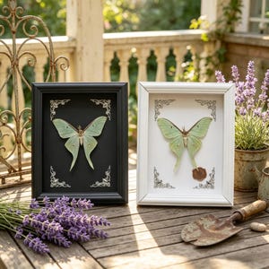 May include: Two framed butterfly specimens, one in a black frame and the other in a white frame, displayed on a wooden table. The butterflies have pale green wings. Decorative lavender and a small shovel are also present.