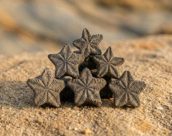 Genuine Star Crinoid Fossil  : Black Framed Specimen or Tiny Glass Drift Bottle, Unique Easter Gift, Nature Lover Gift