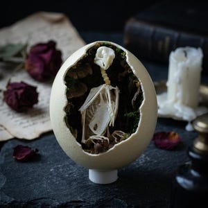 Diorama de esqueleto de pájaro en cáscara de huevo / Caja de sombra botánica, arte Dark Academia