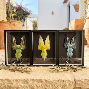 Piel de periquito auténtica enmarcada / Ejemplar de ave ético / Arte de la cultura buitre / Decoración Dark Academia / Curiosidad de Pascua poco común