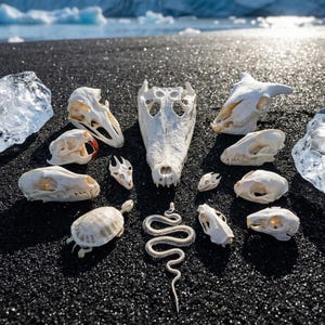 Peut inclure: Une collection de crânes d'animaux, dont un crocodile, un oiseau et divers mammifères, est disposée sur une surface noire et texturée. Un squelette de serpent et une carapace de tortue sont également présents. L'arrière-plan présente de la glace et de l'eau.