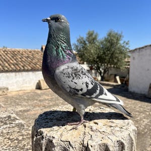 Véritable spécimen de pigeon | Histoire naturelle éthique, Décoration gothique, Art académique sombre