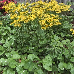 May include: A vibrant garden scene featuring clusters of bright yellow flowers with green foliage. The image showcases a variety of plants, including large, round green leaves and tall stems with yellow blooms, creating a lush, natural setting.