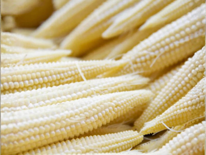 Pale Corn Japanese Hulless White Popcorn Seeds 50 – Heirloom Baby Corn for Garden ...