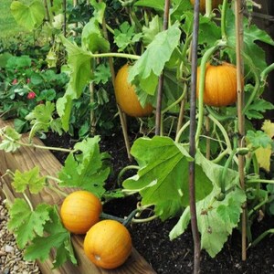 May include: A garden scene featuring a wooden planter box with small, round, orange melons. The melons are growing on vines with large green leaves. Several melons are visible, some on the vine and others resting on the wooden planter.