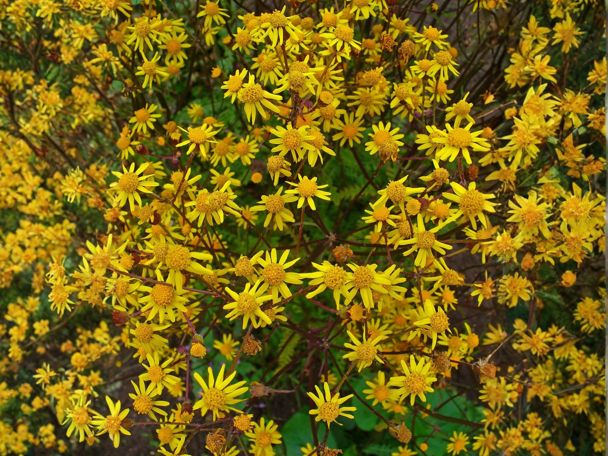 Packera Aurea Golden Ragwort Seeds – 75 Native Shade Wildflower Seeds ...