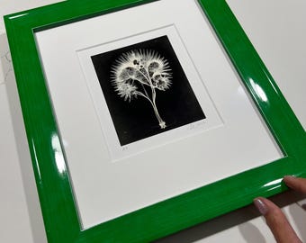 Dandelion, original signed x-ray floral, framed and ready to hang