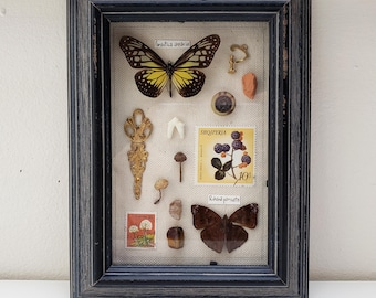 Trinket Drawer - Butterfly Trinket and Curiosity Taxidermy Frame - Trinket Style