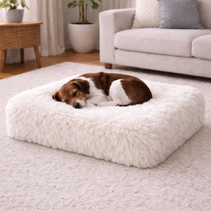 May include: A cream-coloured, rectangular dog bed with a fluffy texture. A brown and white dog is curled up asleep on the bed. The bed is placed on a light-coloured carpet.