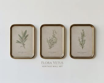 Set of 3 Herb Prints: Botanical Triptych Wall Art (Digital Download)