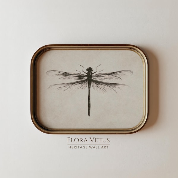 Dragonfly Print: Vintage Insect Illustration, Antique Study Printable Wall Art (Digital Download)