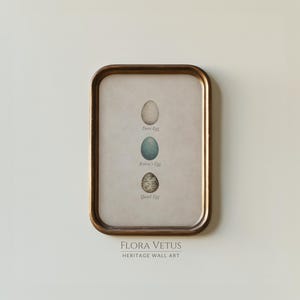 May include: A framed print featuring three bird eggs: a dove egg, a robin's egg, and a quail egg. The eggs are displayed vertically against a beige background. The frame is a warm, metallic brown. The text "FLORA VETUS HERITAGE WALL ART" is at the bottom.