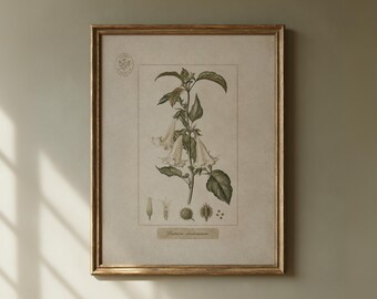 May include: A framed botanical print featuring a Datura stramonium plant with green leaves and white trumpet-shaped flowers. The illustration includes detailed sketches of the flower bud, open flower, spiky seed pod, and seeds, with the text Datura stramonium printed at the bottom.
