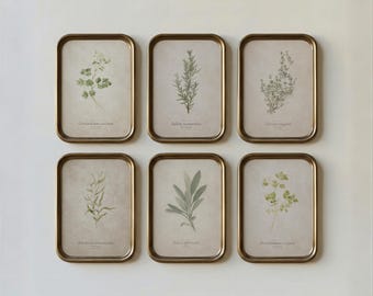 May include: A set of six rectangular wall frames with metallic gold borders, each containing a botanical illustration of a different herb on a beige background with Latin text labels including Coriandrum sativum and Salvia officinalis.