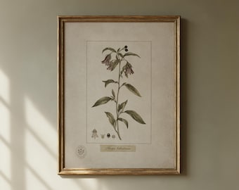 May include: A framed botanical print featuring a detailed illustration of an Atropa belladonna plant with green leaves, purple bell-shaped flowers, and dark berries. The print includes small diagrams of the flower and fruit, with the text Atropa belladonna.