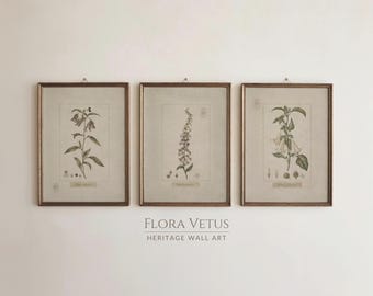 May include: Three framed botanical prints featuring detailed illustrations of plants with green leaves and flowers on a light background. Each print is enclosed in a thin brown wooden frame. The text FLORA VETUS HERITAGE WALL ART is centred below the prints.
