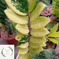 Lucky Zamioculcas zamiifolia, yellow ZZ Plant, low light Lucky Bamboo - houseplant, succulents, easy care product logo